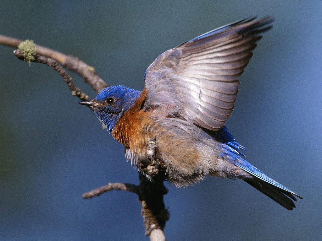 Western Bluebird